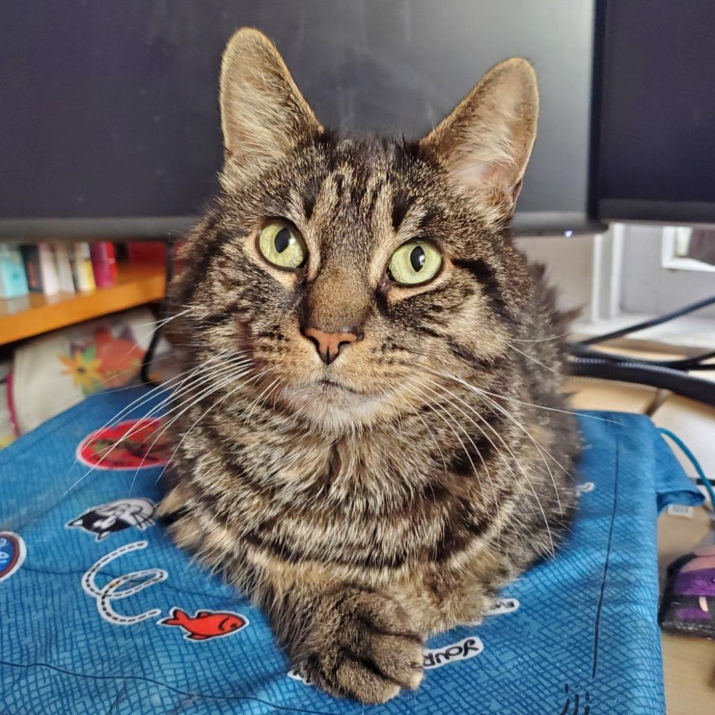 Walter, a Adoptable Domestic Short Hair in Inver Grove Heights, MN image 5/6