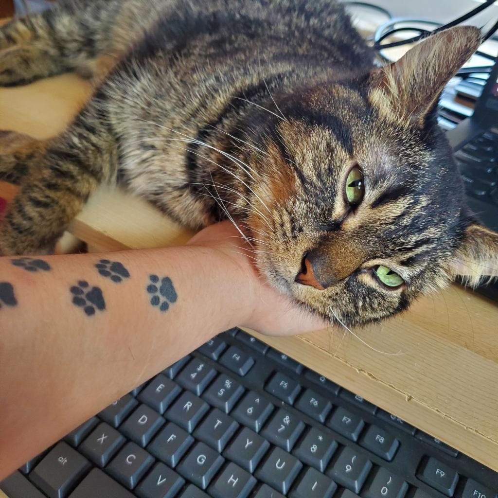 Walter, a Adoptable Domestic Short Hair in Inver Grove Heights, MN image 6/6