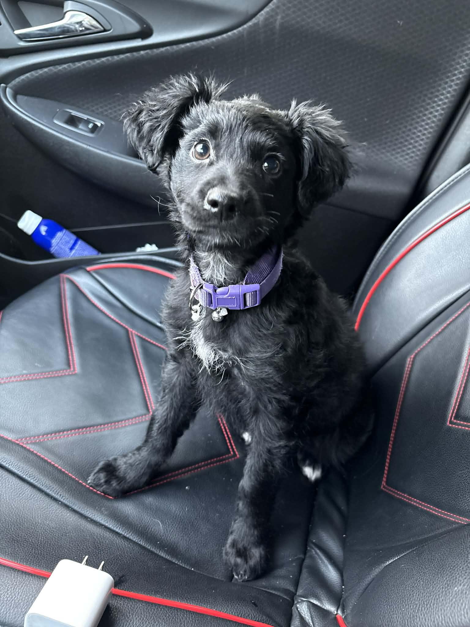 Enlarge Dahlia , an adopted mixed breed in Loxahatchee, FL image 1/1