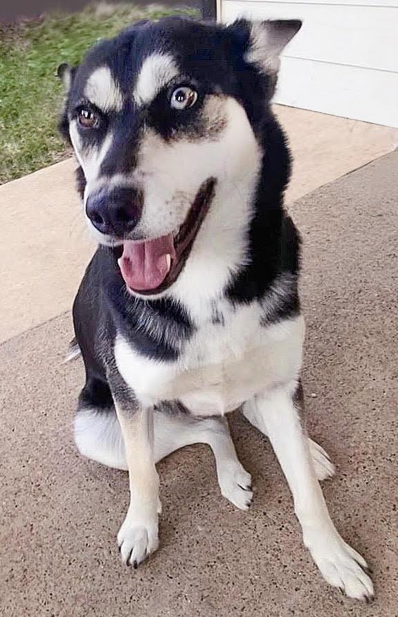 Miss Millie, Adoptable, Young Female Siberian Husky.