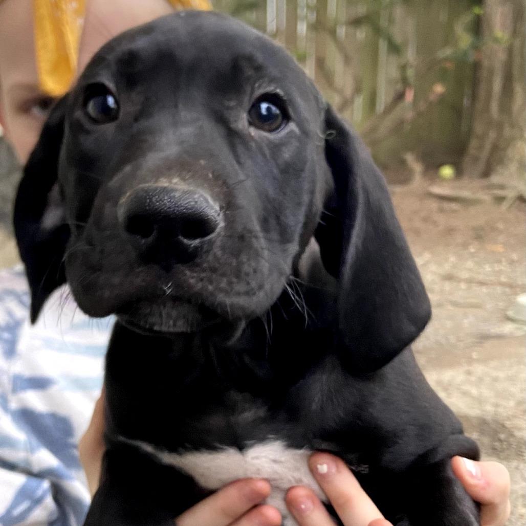 Noche, Adoptable, Puppy Male Plott Hound & Pointer.