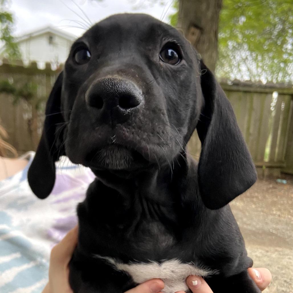 Enlarge Noche, a Adoptable mixed breed in Southington, OH image 2/2
