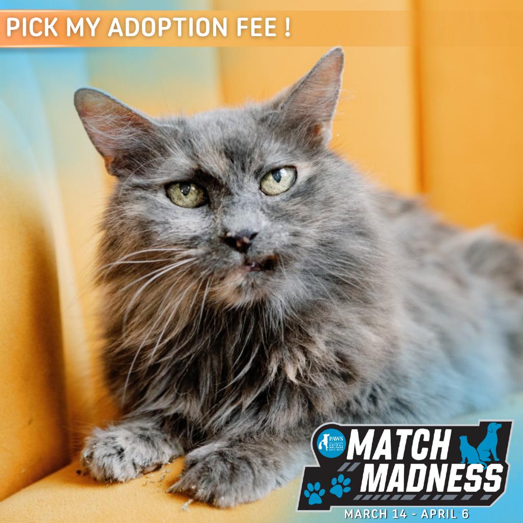Enlarge Kiddie, a Adoptable Domestic Medium Hair in Philadelphia, PA image 1/6