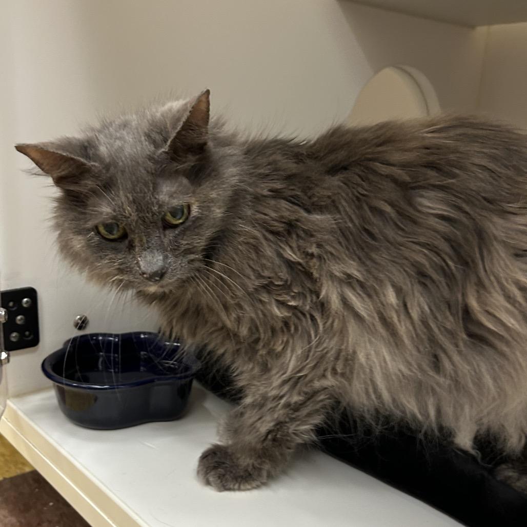 Kiddie, Adoptable, Senior Female Domestic Medium Hair.