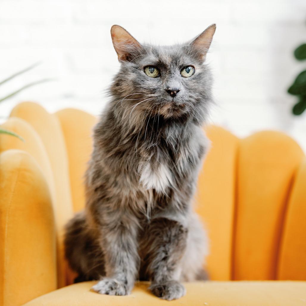 Enlarge Kiddie, a Adoptable Domestic Medium Hair in Philadelphia, PA image 2/6