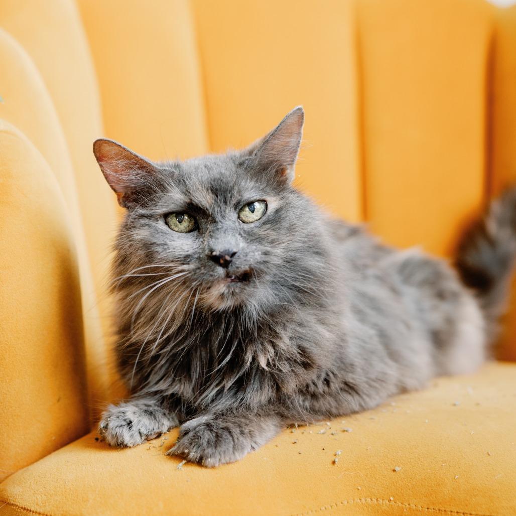 Enlarge Kiddie, a Adoptable Domestic Medium Hair in Philadelphia, PA image 3/6