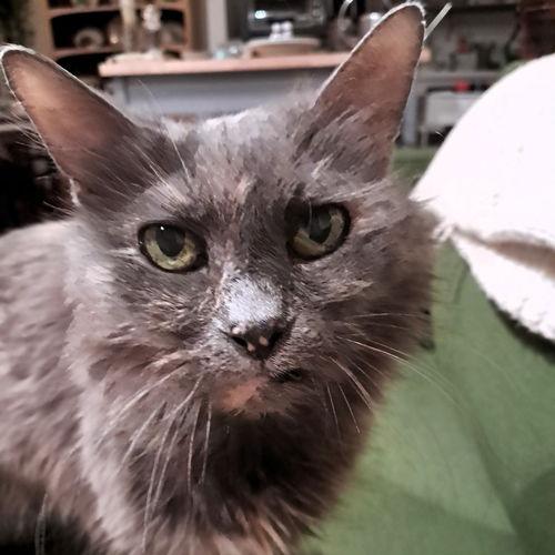 Enlarge Kiddie, a Adoptable Domestic Medium Hair in Philadelphia, PA image 4/6