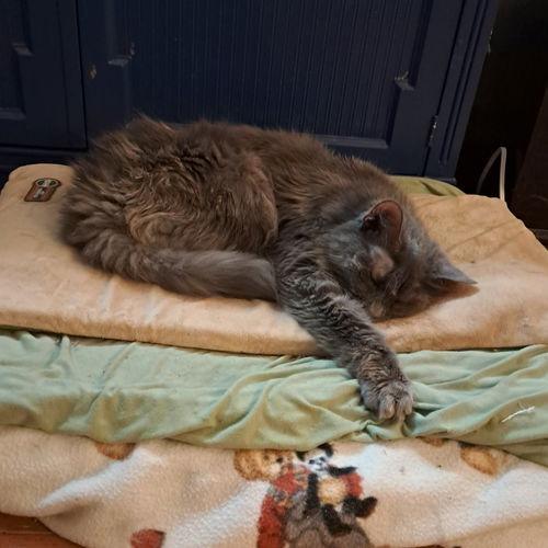 Enlarge Kiddie, a Adoptable Domestic Medium Hair in Philadelphia, PA image 3/6