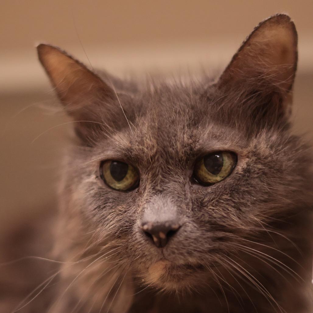 Enlarge Kiddie, a Adoptable Domestic Medium Hair in Philadelphia, PA image 4/6