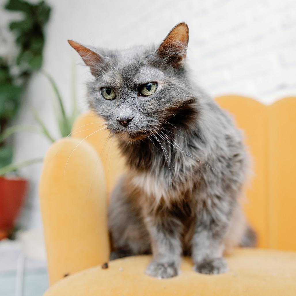 Enlarge Kiddie, a Adoptable Domestic Medium Hair in Philadelphia, PA image 5/6