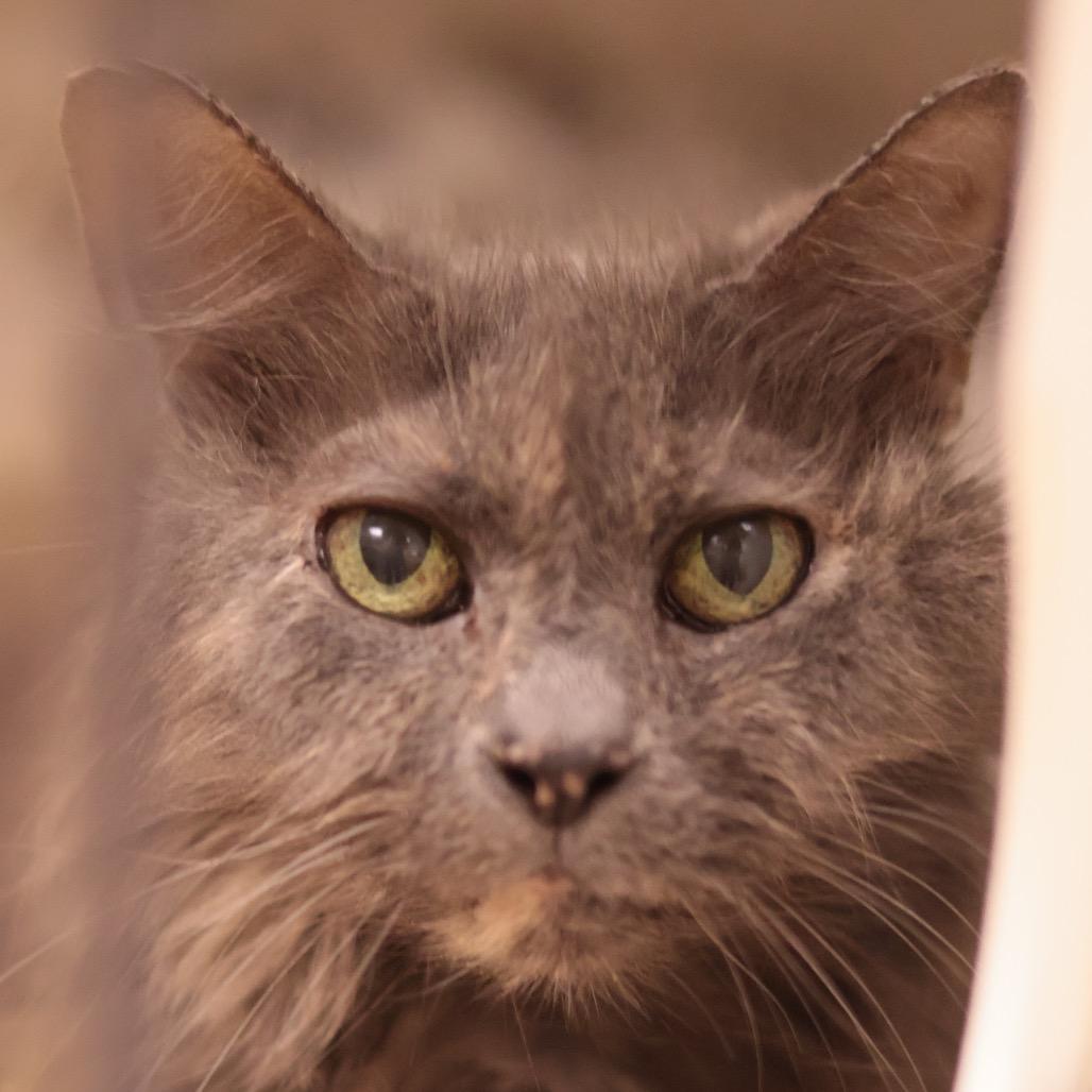 Enlarge Kiddie, a Adoptable Domestic Medium Hair in Philadelphia, PA image 5/6