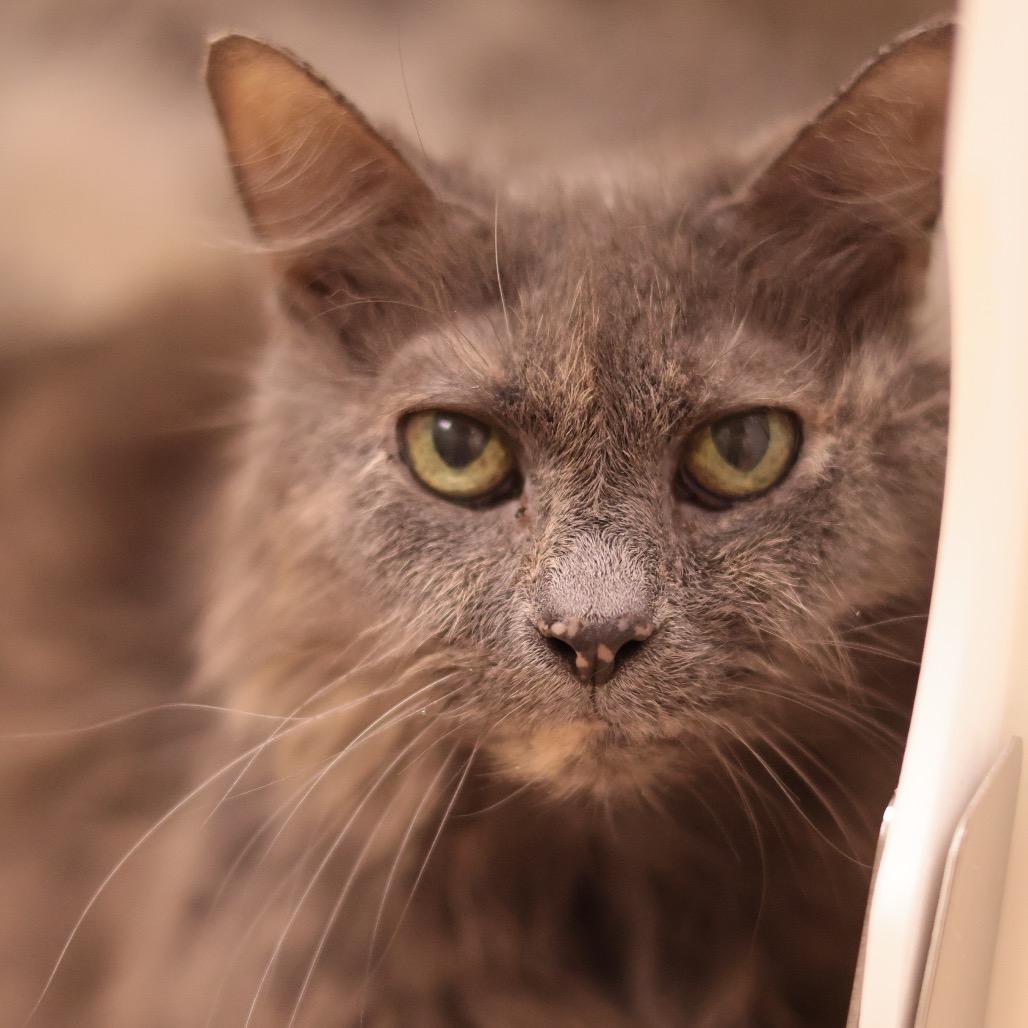 Enlarge Kiddie, a Adoptable Domestic Medium Hair in Philadelphia, PA image 6/6