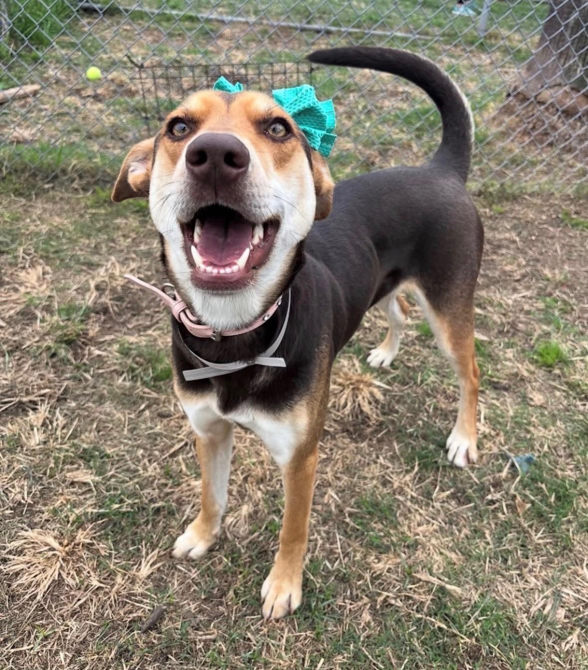 Enlarge Amber, a.k.a Amberina Ballerina, a Adoptable mixed breed in Glen Burnie, MD image 3/6