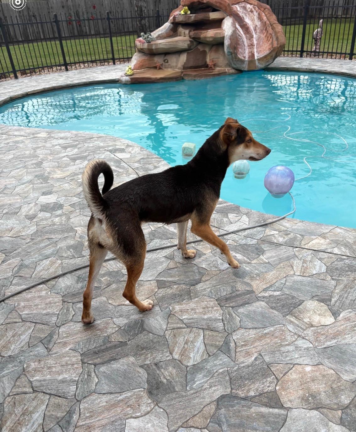 Enlarge Amber, a.k.a Amberina Ballerina, a Adoptable mixed breed in Glen Burnie, MD image 5/6