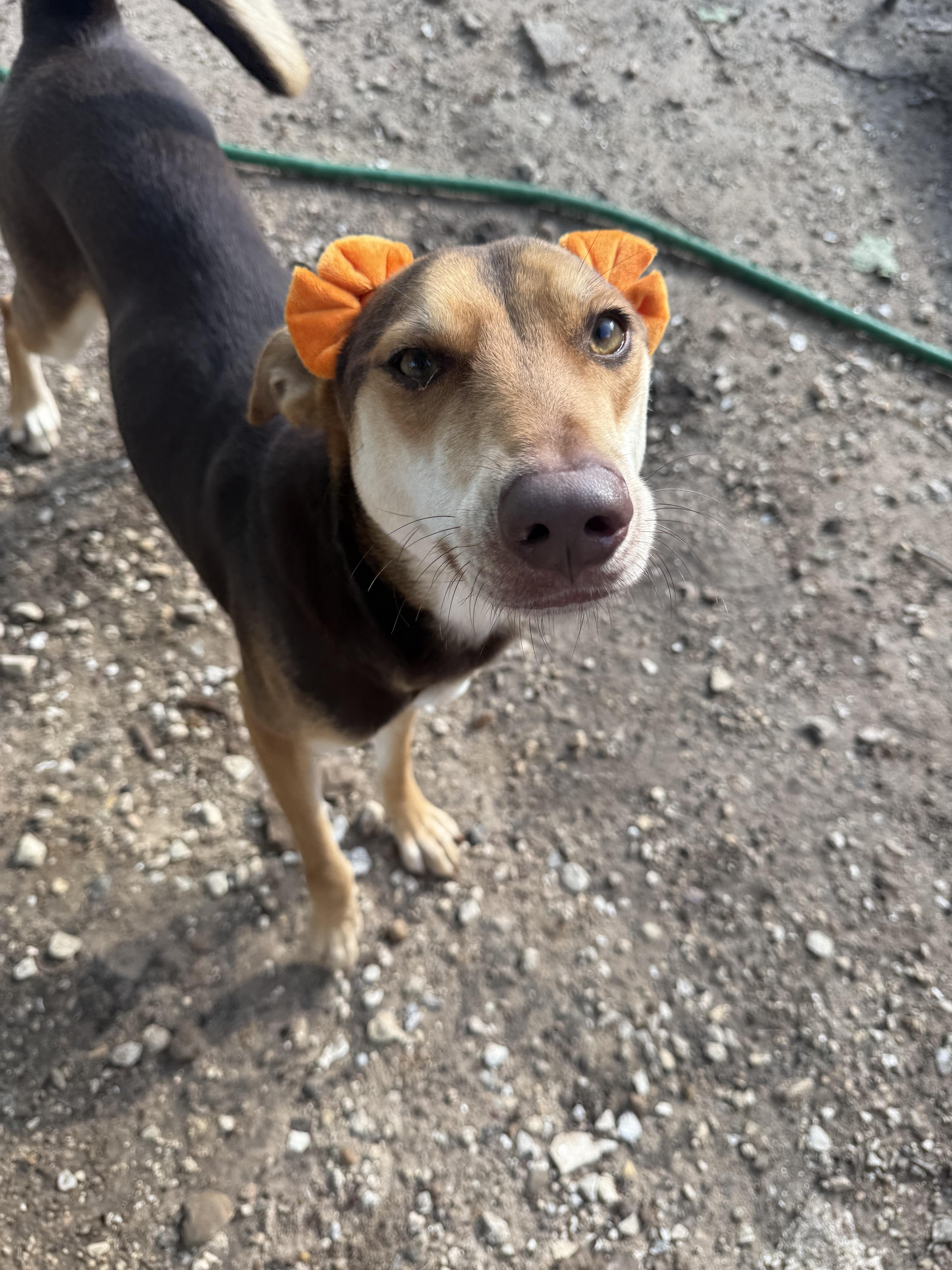 Enlarge Amber, a.k.a Amberina Ballerina, a Adoptable mixed breed in Glen Burnie, MD image 6/6