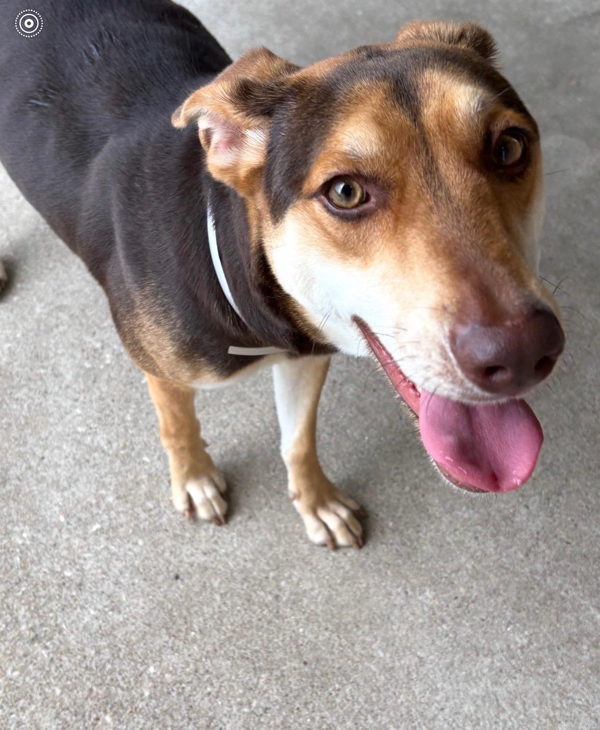 Enlarge Amber, a.k.a Amberina Ballerina, a Adoptable mixed breed in Glen Burnie, MD image 4/6