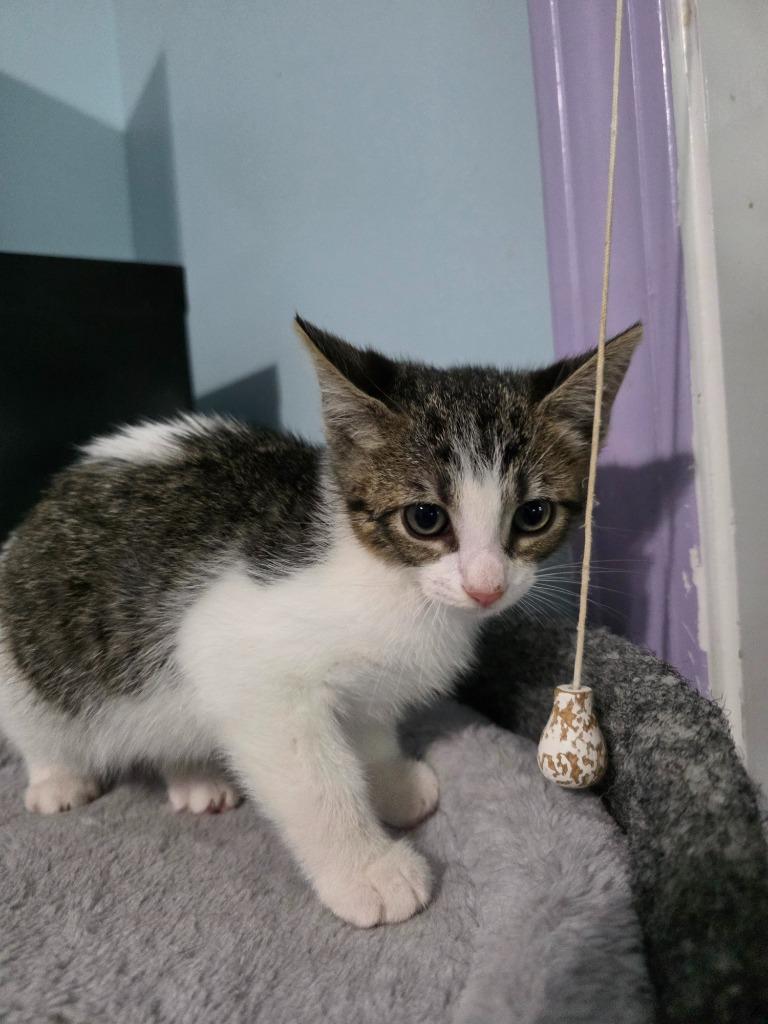 Leo, Adoptable, Kitten Male Domestic Short Hair.