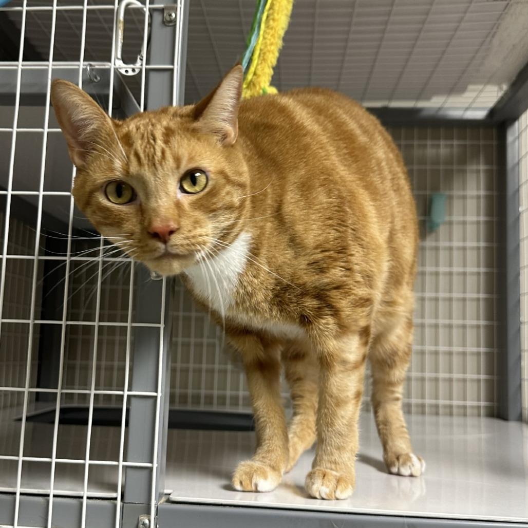 Oliver, Adoptable, Adult Male Domestic Short Hair.