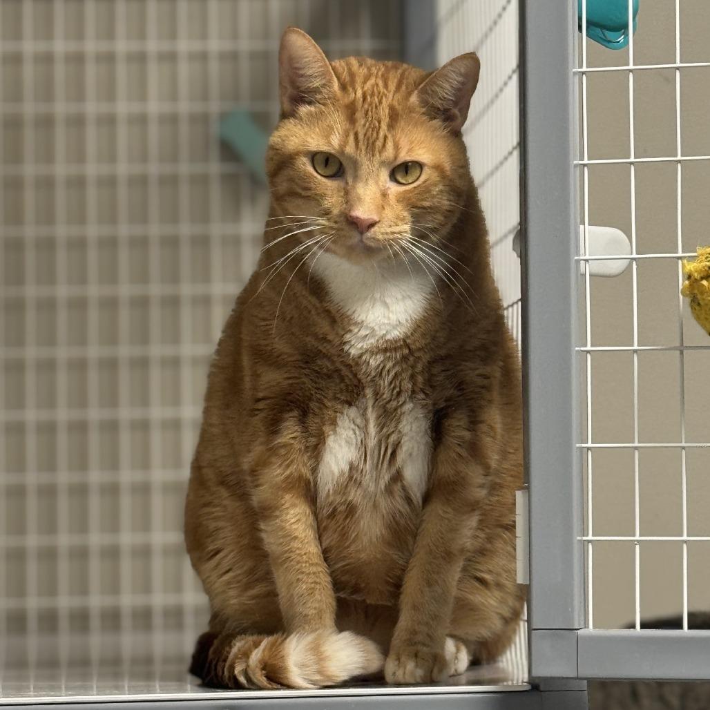 Enlarge Oliver, a Adoptable Domestic Short Hair in Blue Ridge, GA image 2/4