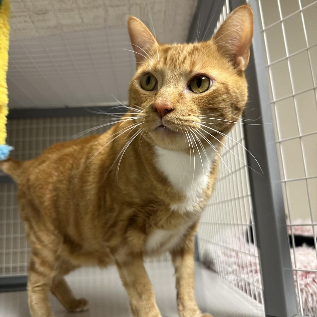 Enlarge Oliver, a Adoptable Domestic Short Hair in Blue Ridge, GA image 3/4