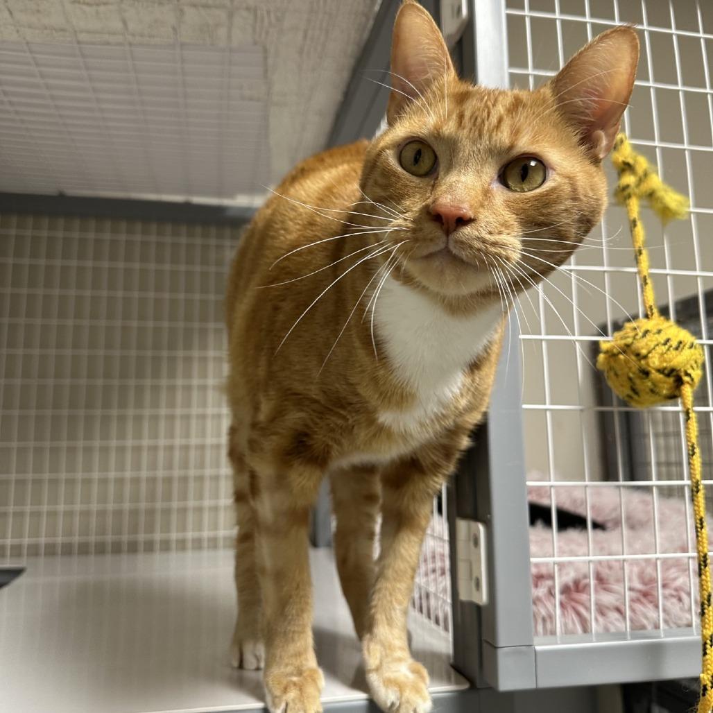 Enlarge Oliver, a Adoptable Domestic Short Hair in Blue Ridge, GA image 4/4