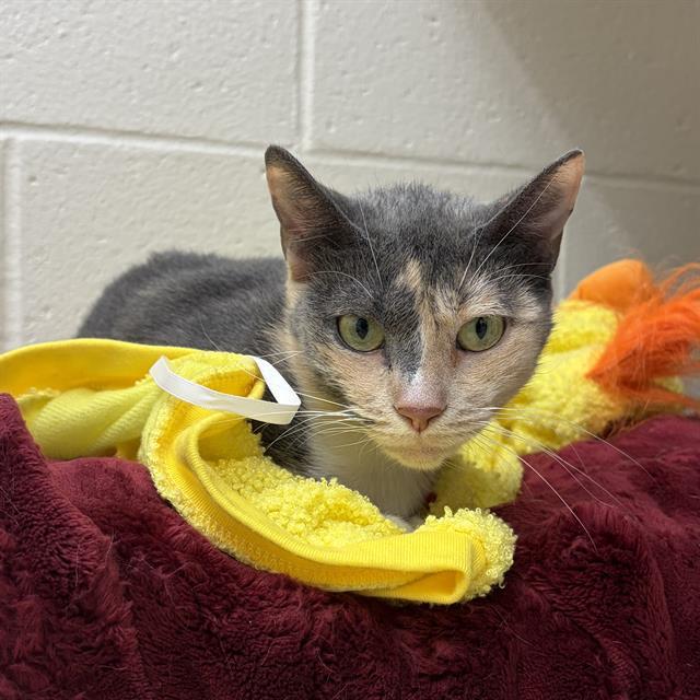 BABY GREY, Adoptable, Young Female Domestic Short Hair.