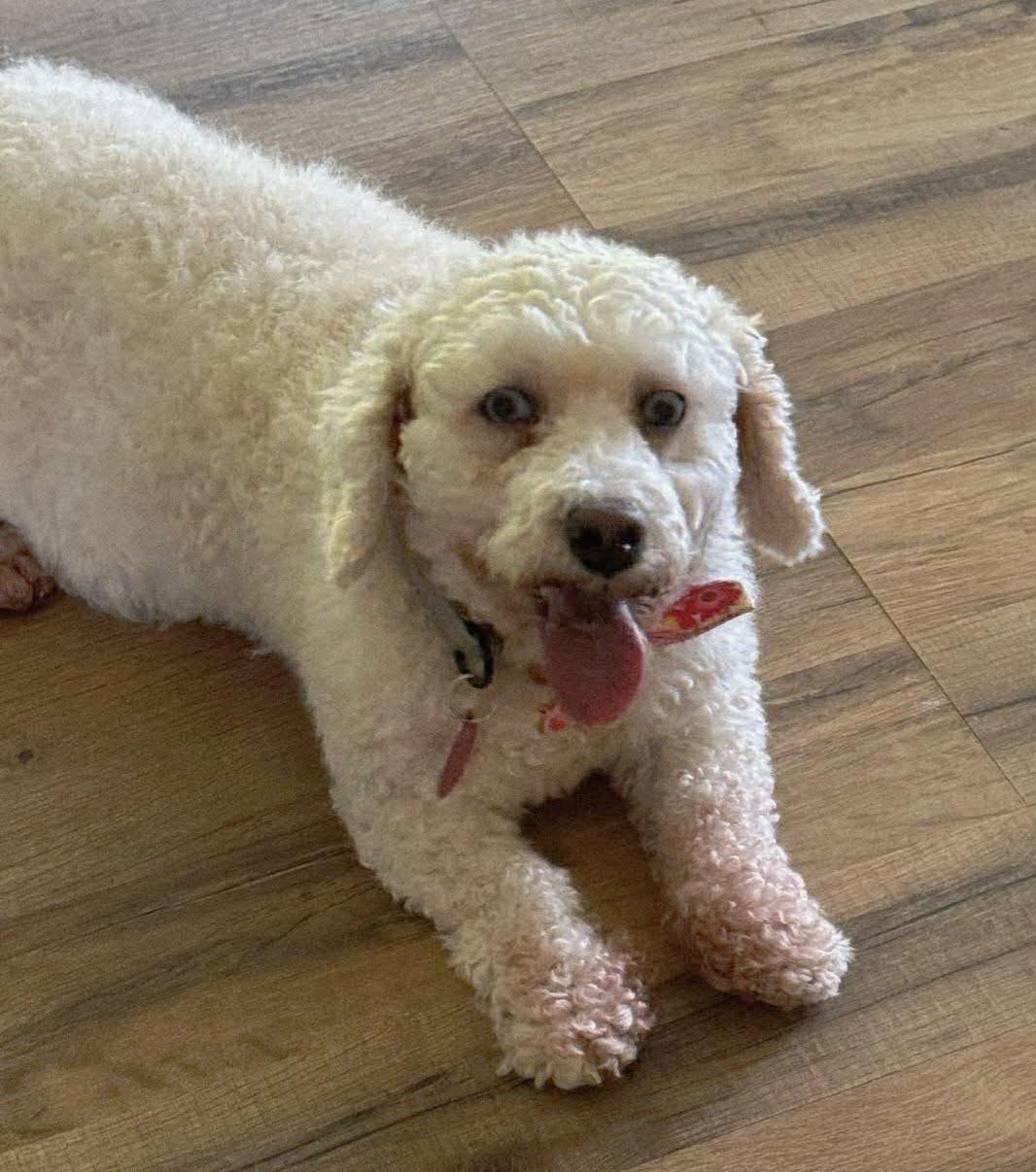Cloudy, ADOPTABLE, Adult Female Miniature Poodle.