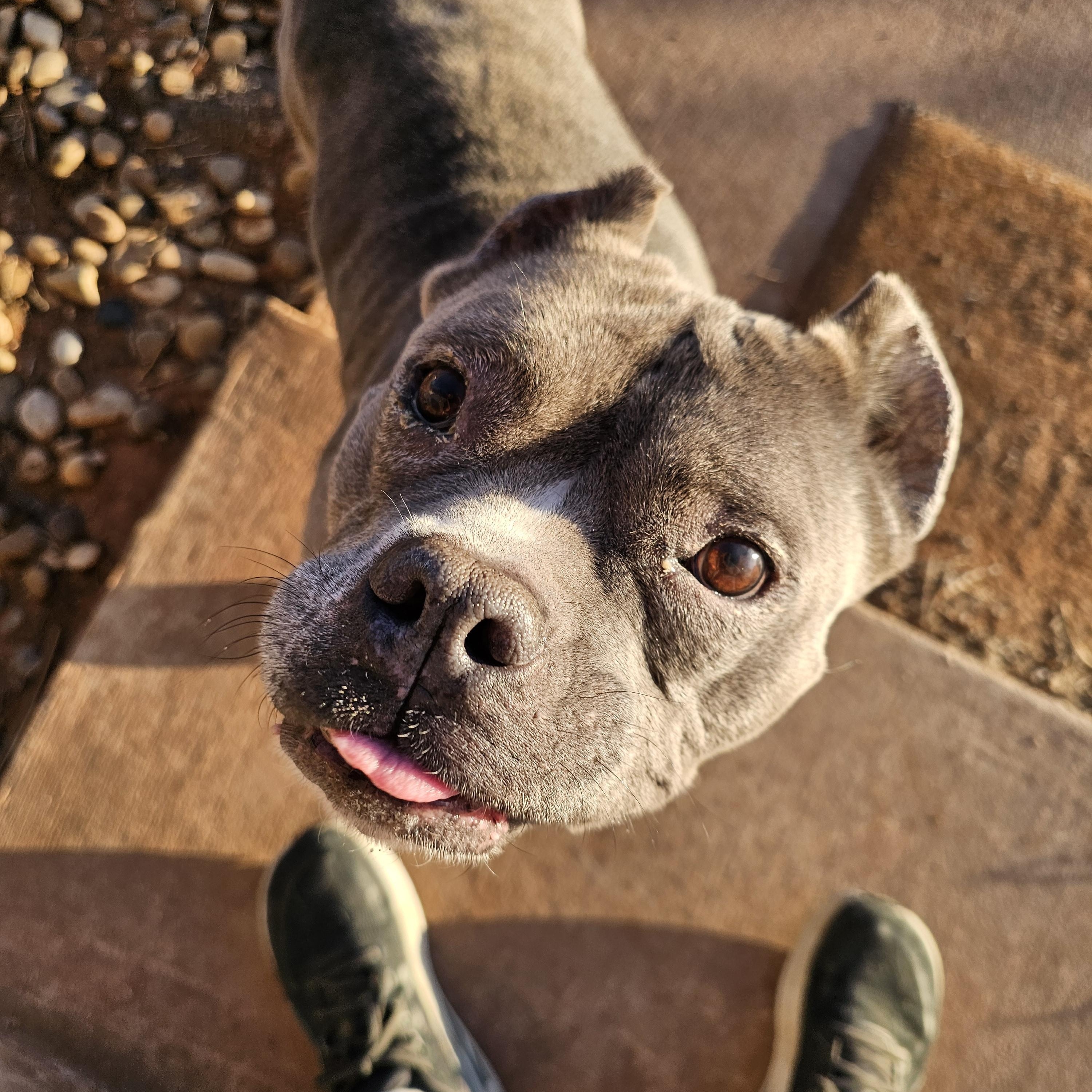 Enlarge Pineapple, a ADOPTABLE Pit Bull Terrier in Clovis, NM image 1/4
