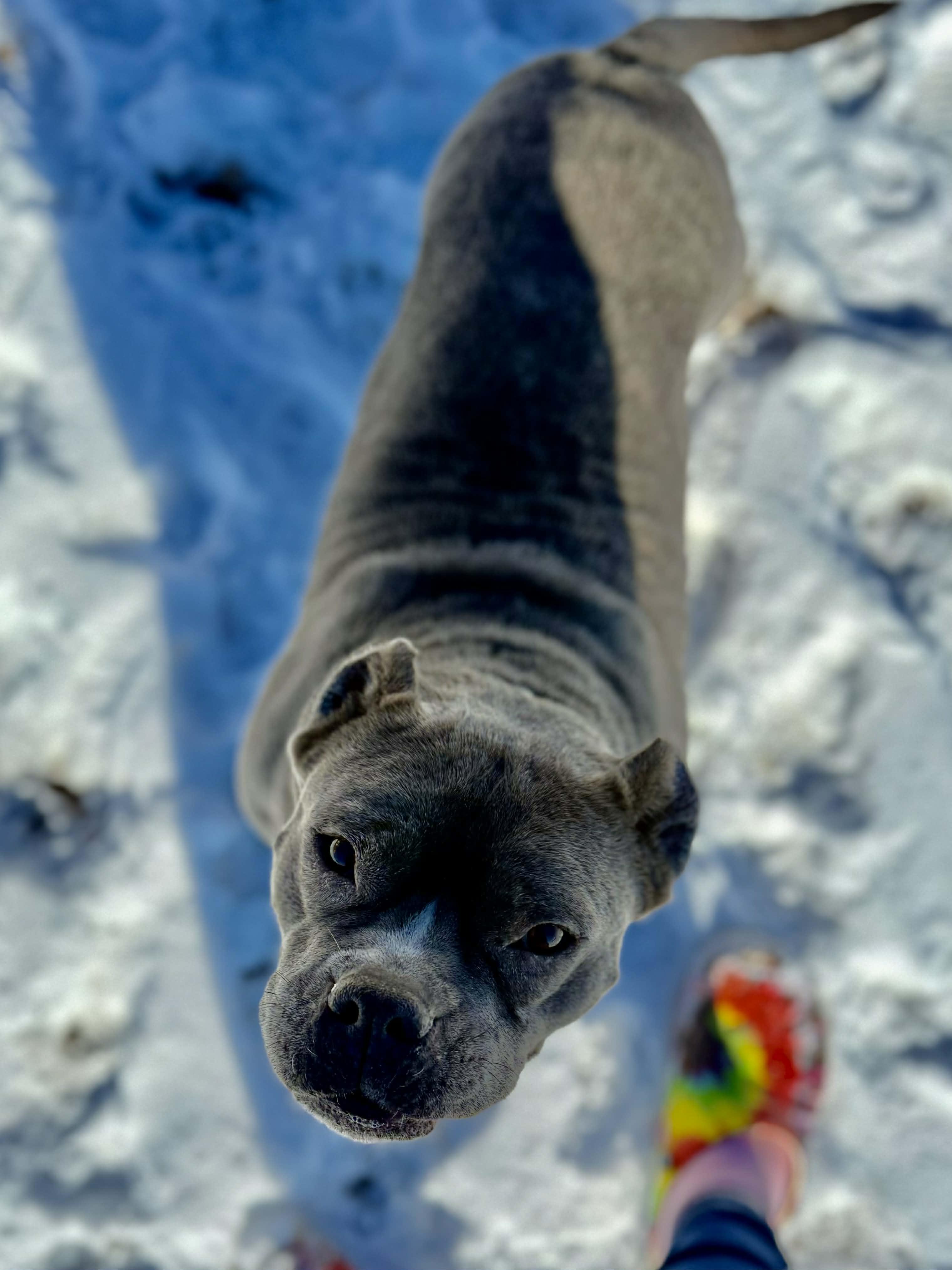 Enlarge Pineapple, a ADOPTABLE Pit Bull Terrier in Clovis, NM image 3/4
