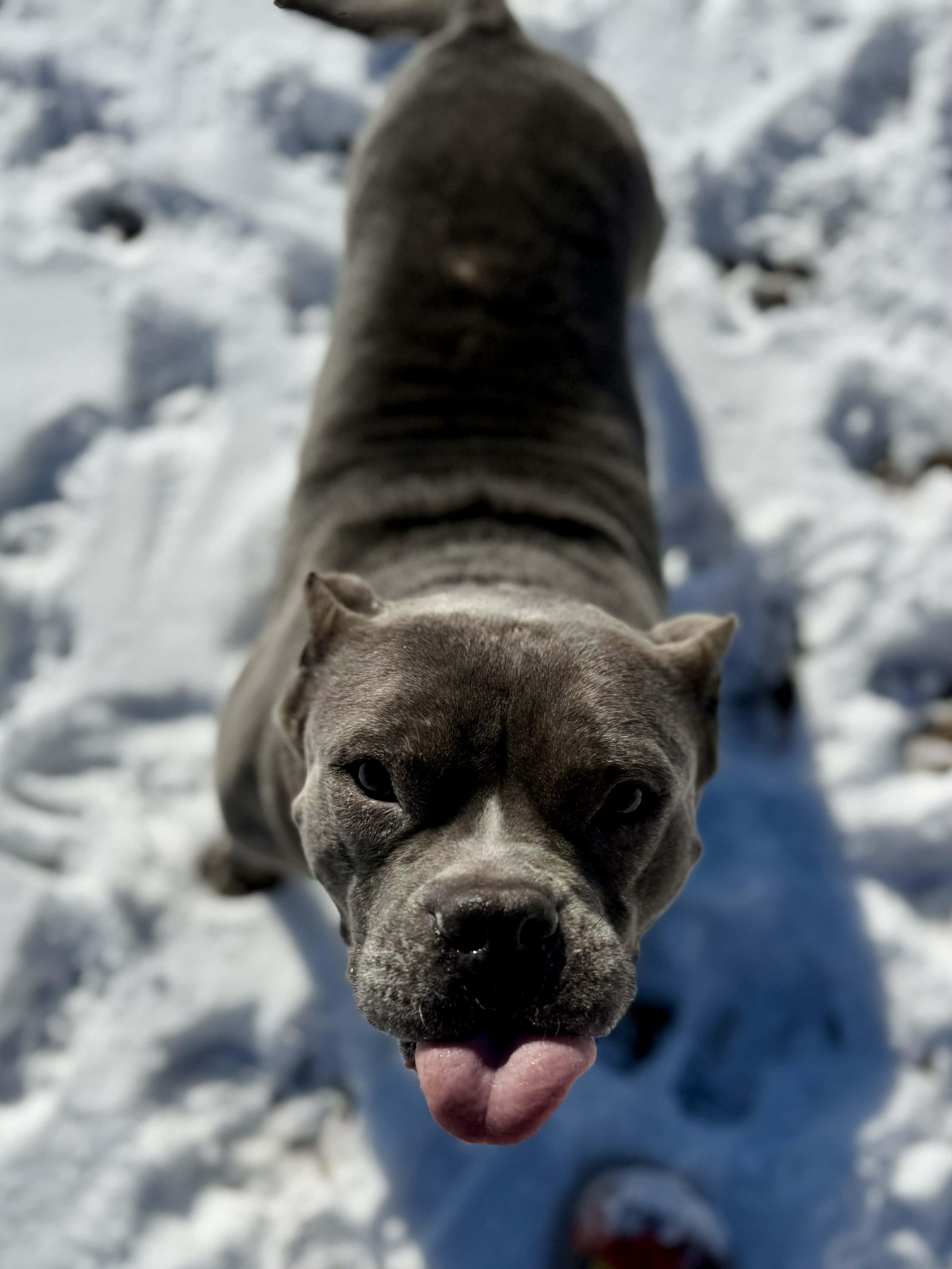 Pineapple, ADOPTABLE, Senior Female Pit Bull Terrier.