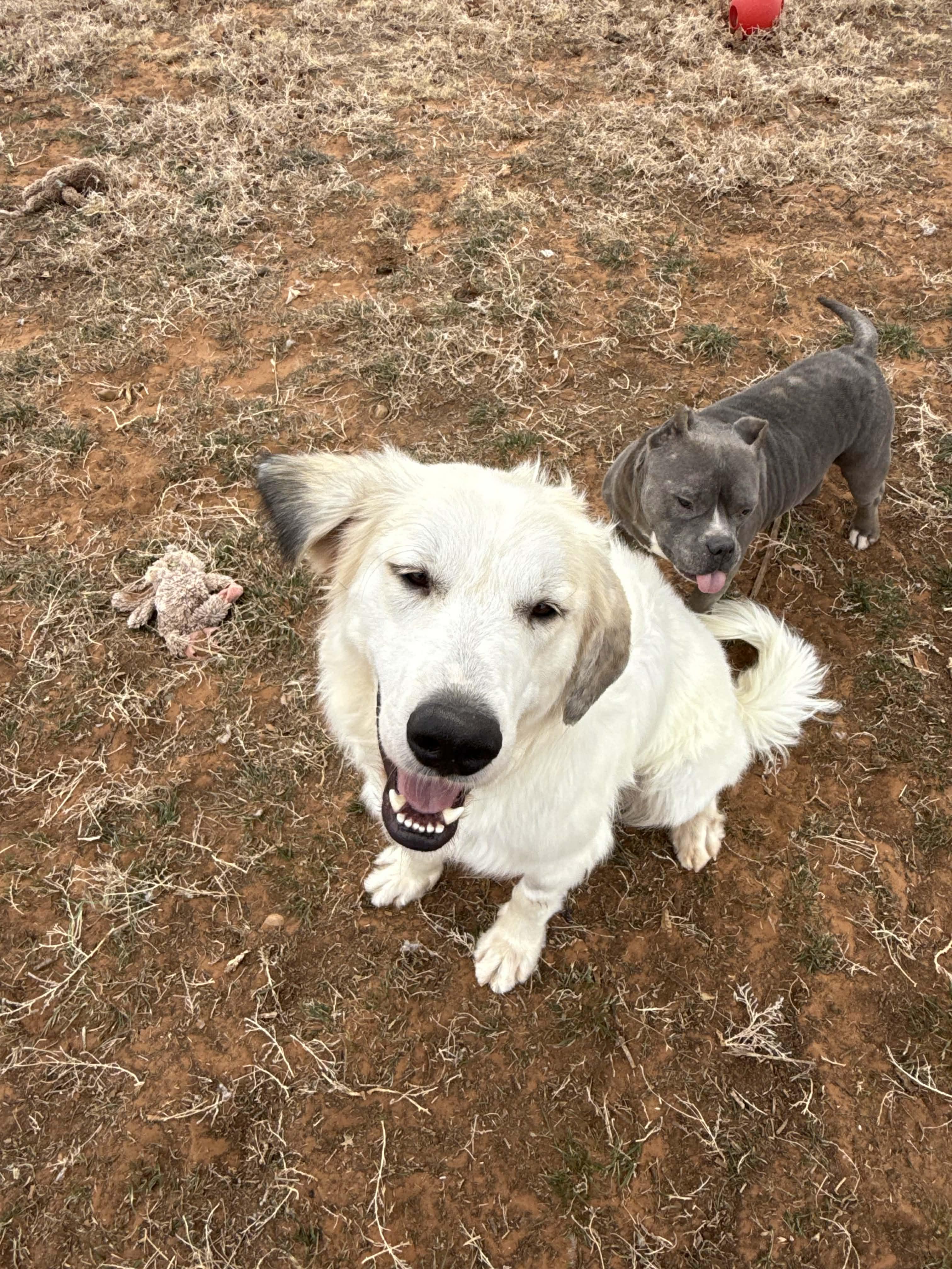 Enlarge Pineapple, a ADOPTABLE Pit Bull Terrier in Clovis, NM image 4/4