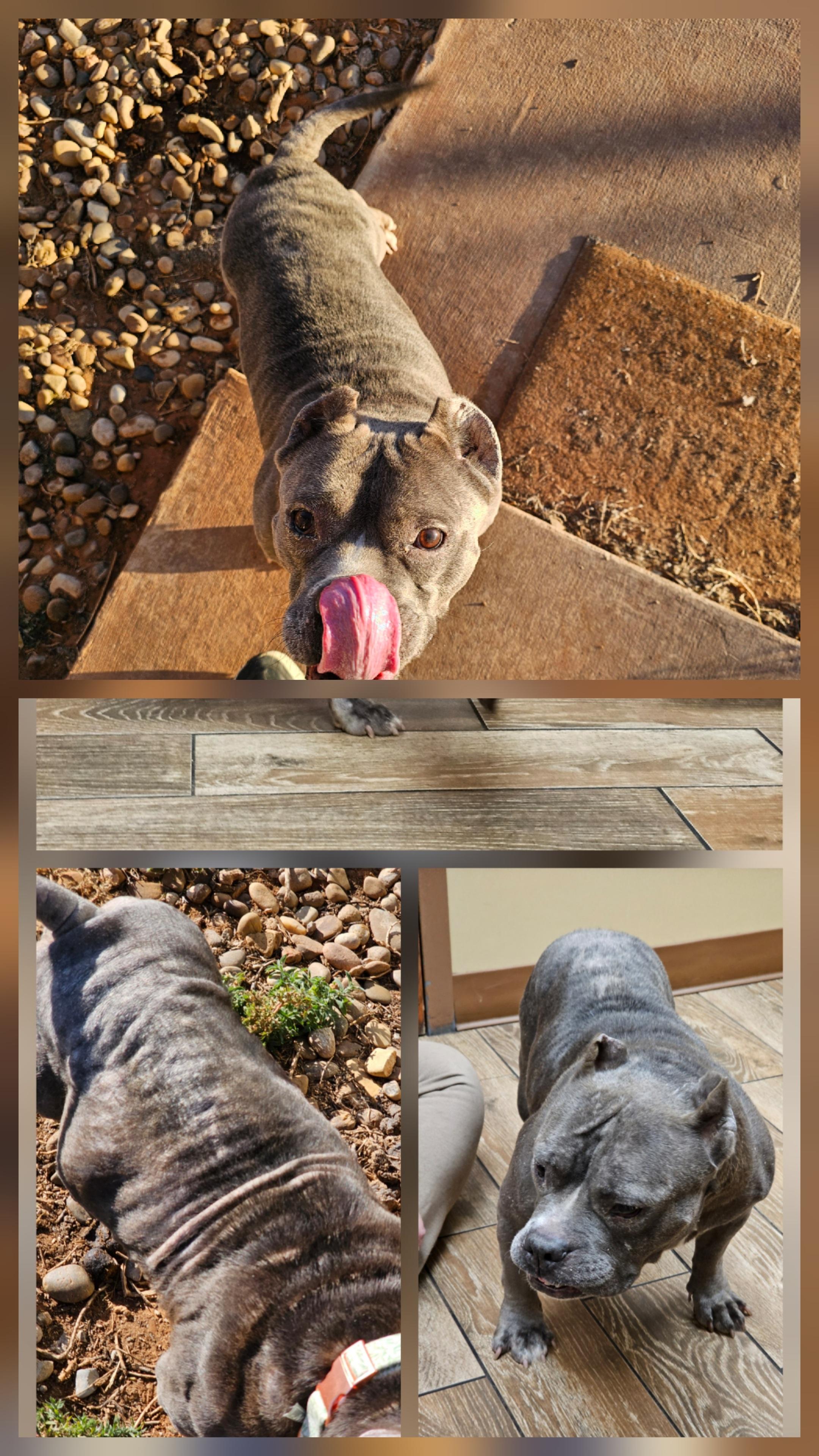 Enlarge Pineapple, a ADOPTABLE Pit Bull Terrier in Clovis, NM image 2/4