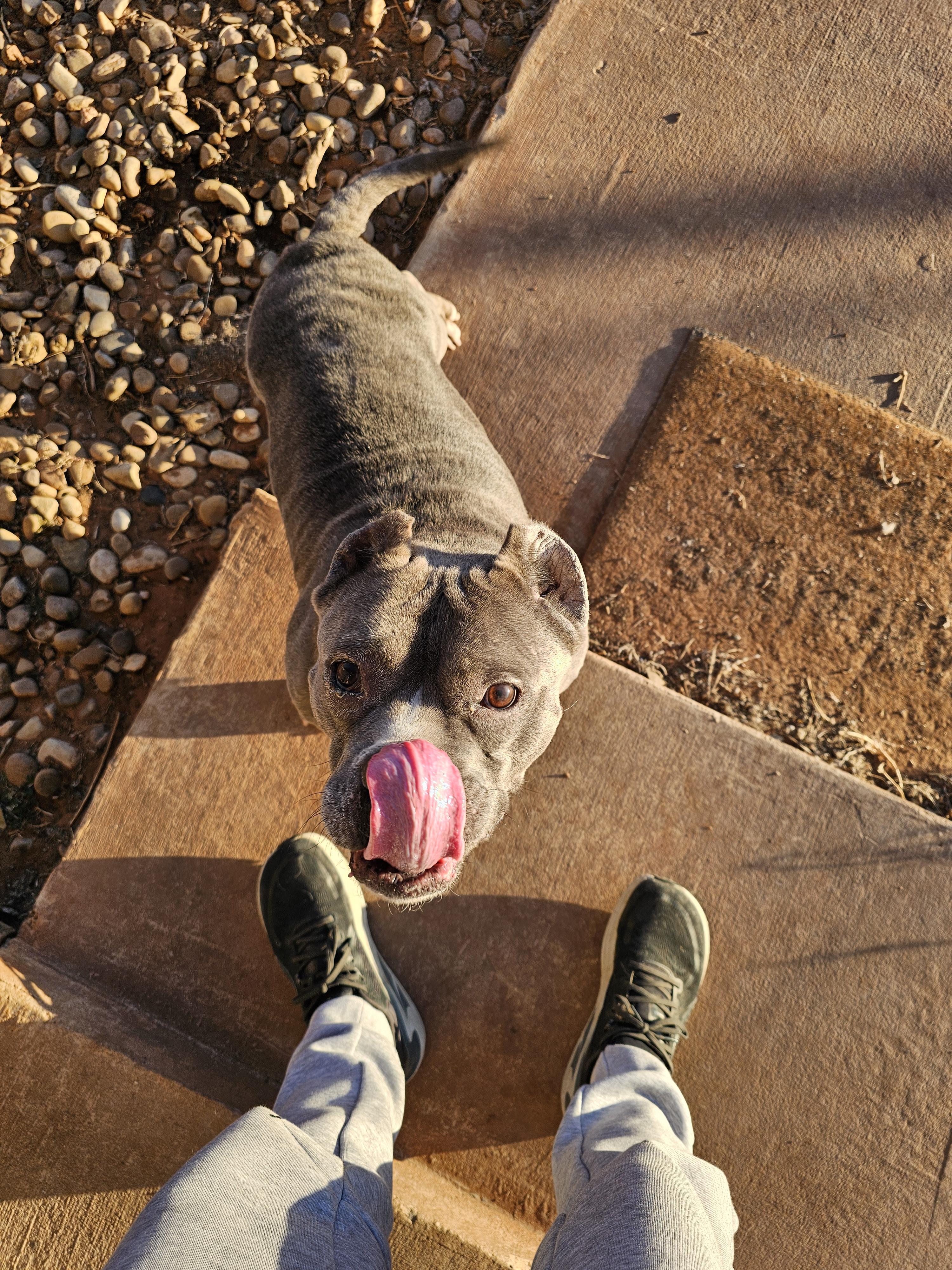 Enlarge Pineapple, a ADOPTABLE Pit Bull Terrier in Clovis, NM image 3/4
