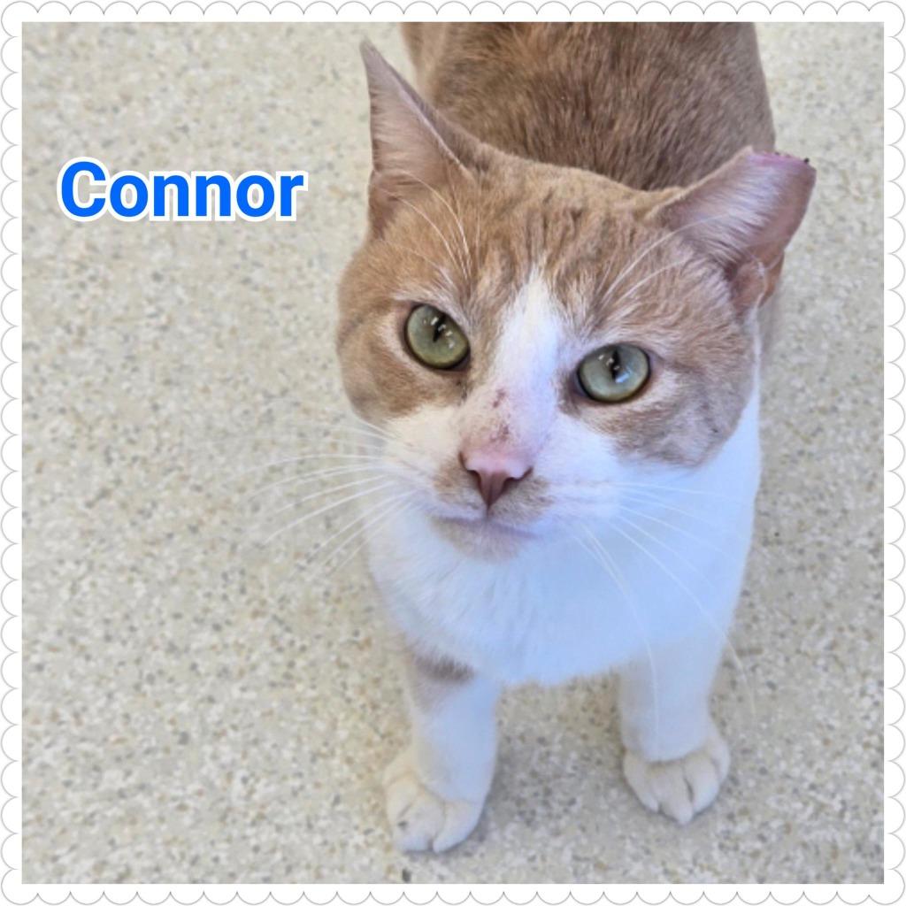 Enlarge Connor, a Adopted mixed breed in North Saint Paul, MN image 1/4