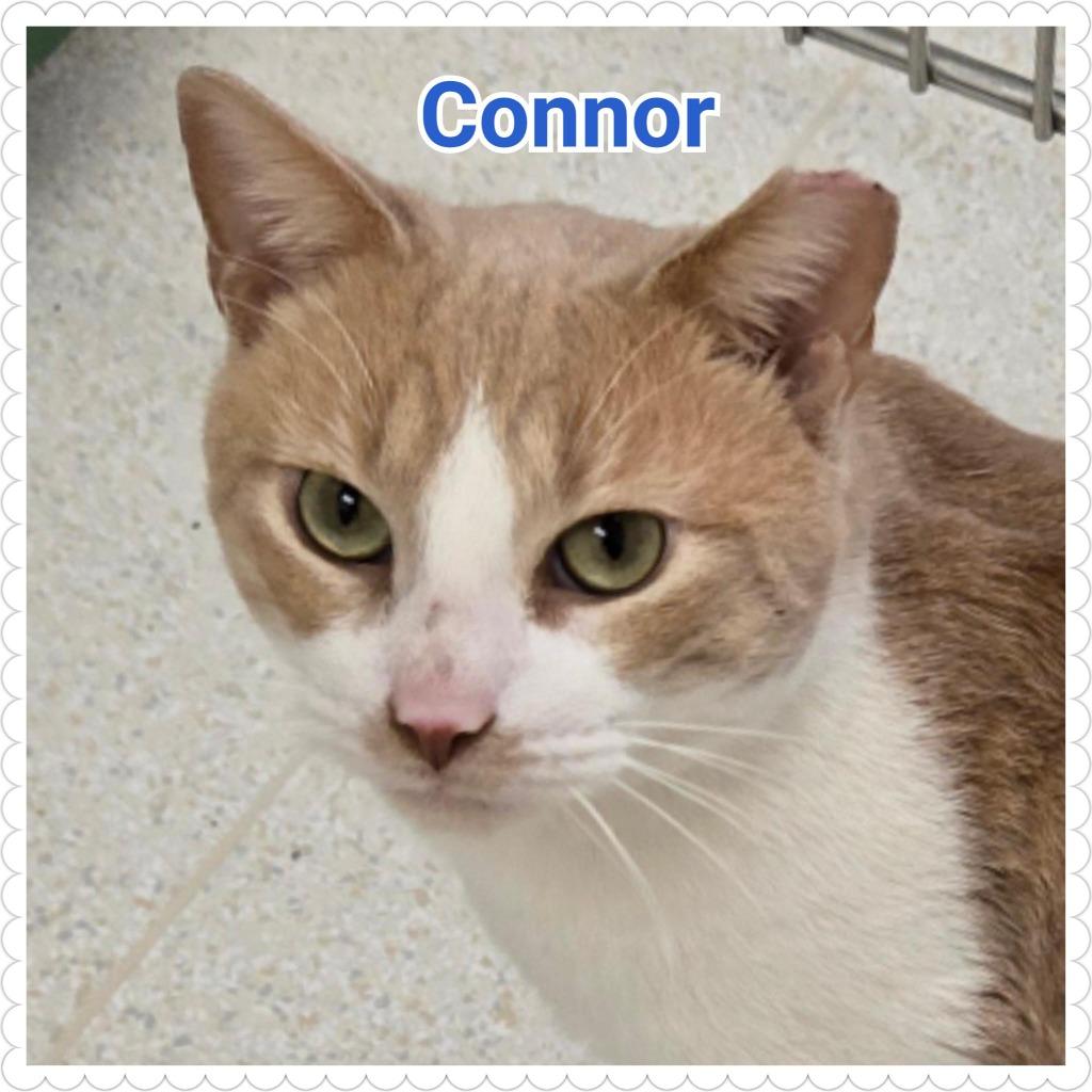 Enlarge Connor, a Adopted mixed breed in North Saint Paul, MN image 2/4