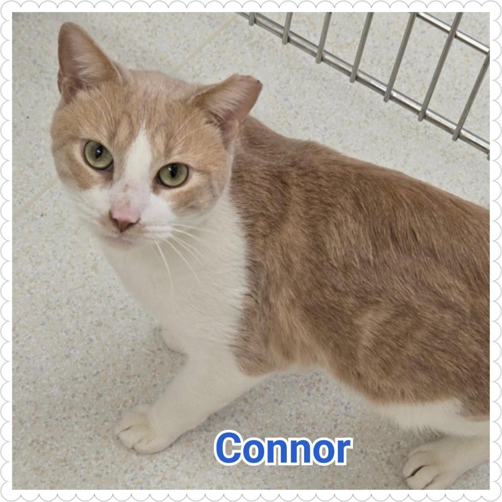 Enlarge Connor, a Adopted mixed breed in North Saint Paul, MN image 3/4