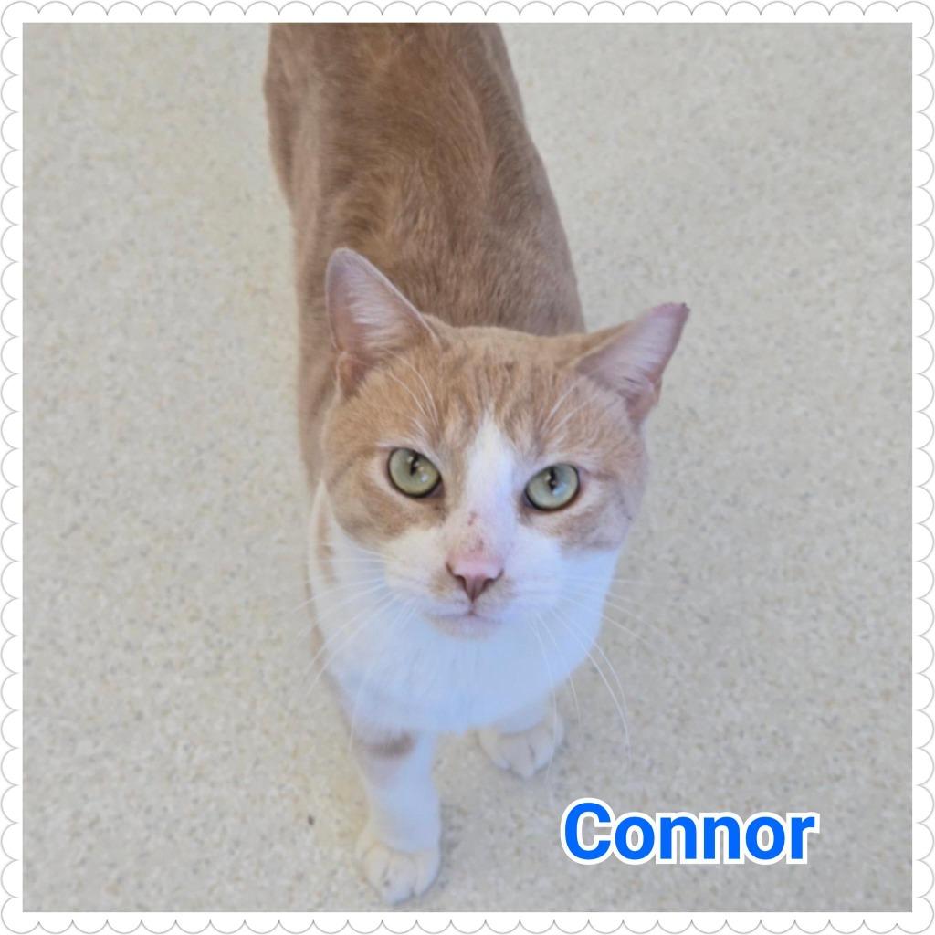 Enlarge Connor, a Adopted mixed breed in North Saint Paul, MN image 4/4