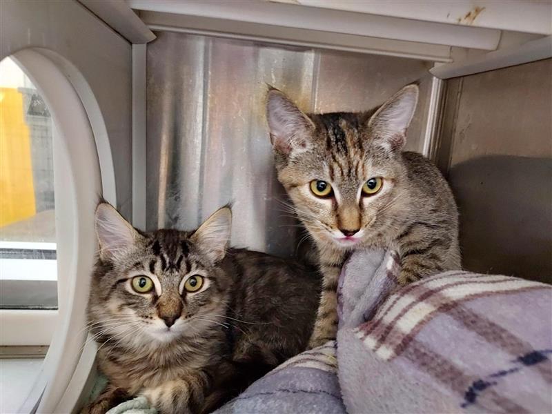 Enlarge Julia, a Adoptable Domestic Short Hair in Elk Grove, CA image 1/3