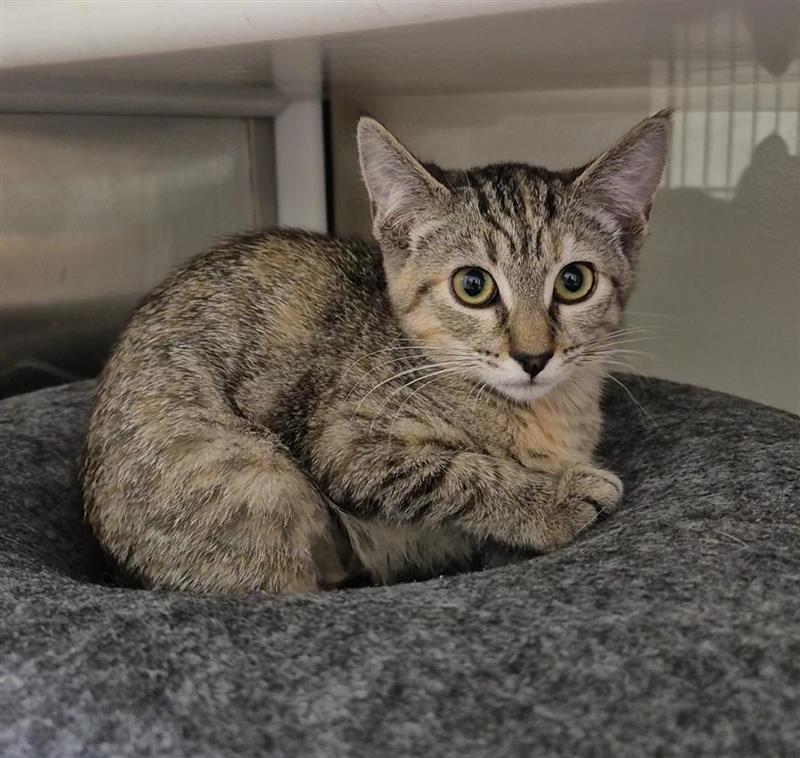 Enlarge Julia, a Adoptable Domestic Short Hair in Elk Grove, CA image 2/3