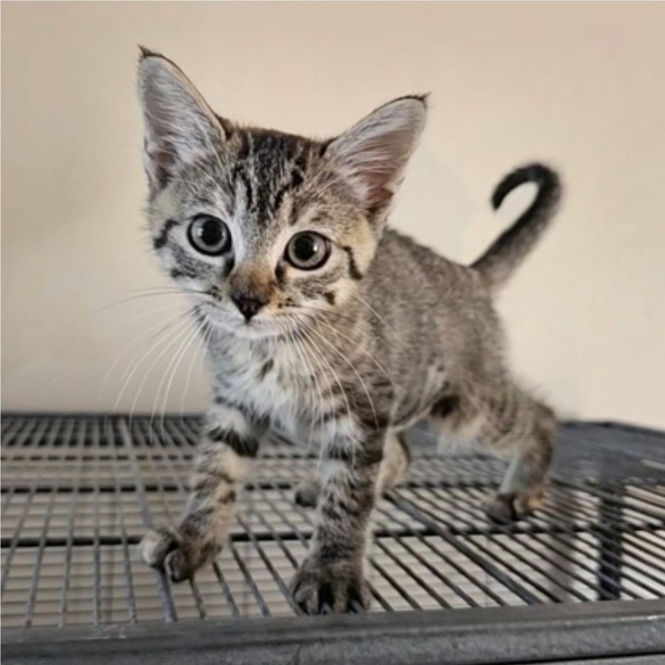 Catalina, an adopted Domestic Short Hair in Warr Acres, OK_image-1