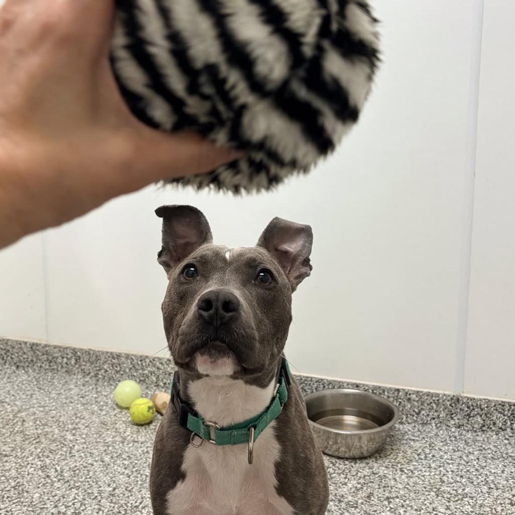 Enlarge Oliver, a Adoptable mixed breed in Brookfield, WI image 1/6