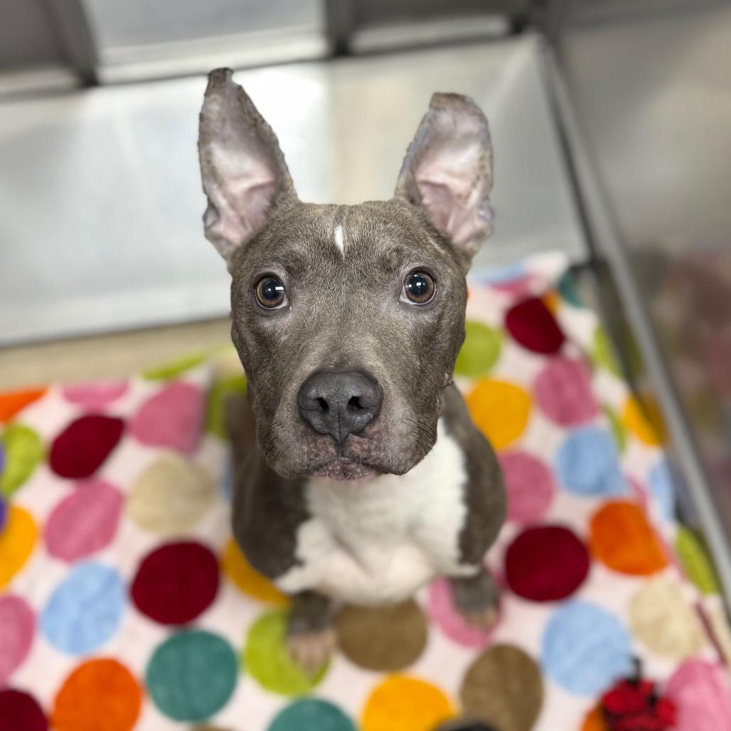 Enlarge Oliver, a Adoptable mixed breed in Brookfield, WI image 2/6