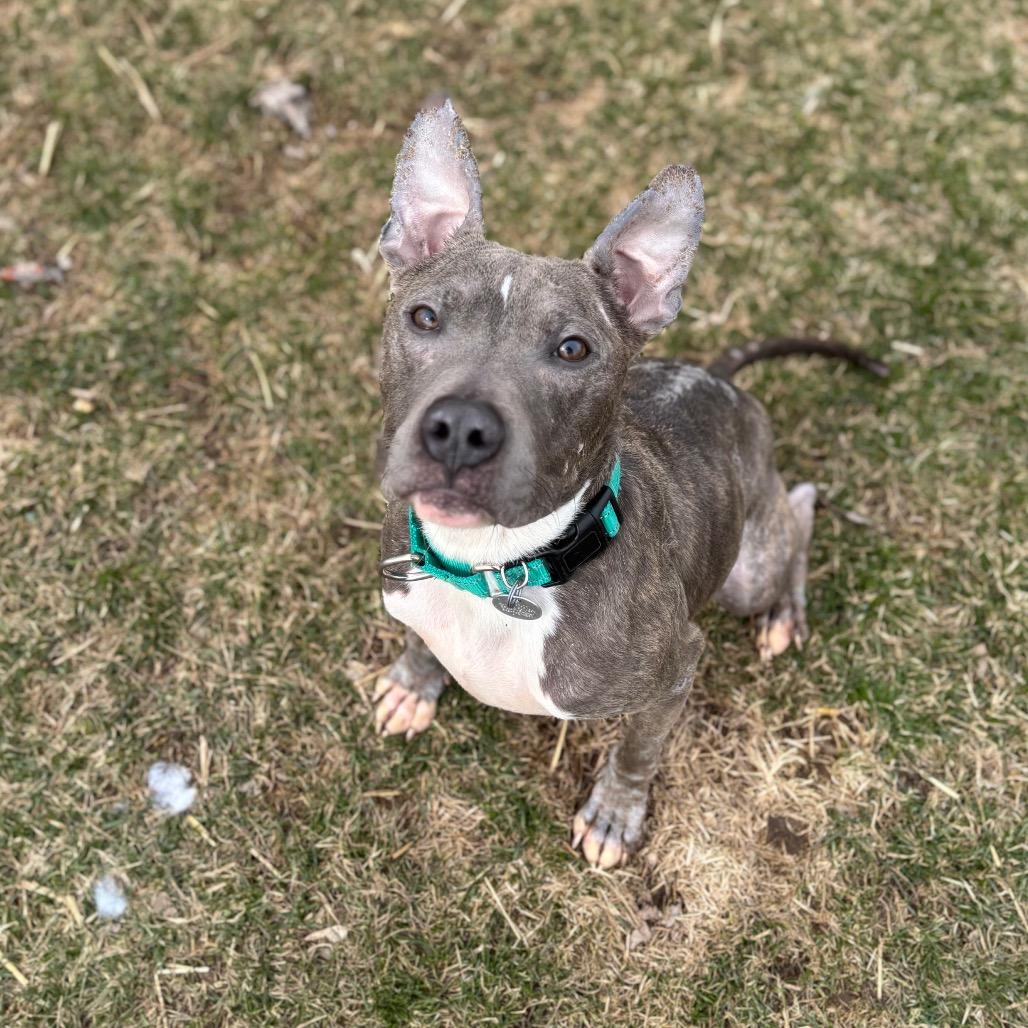 Oliver, a Adoptable mixed breed in Brookfield, WI image 2/4