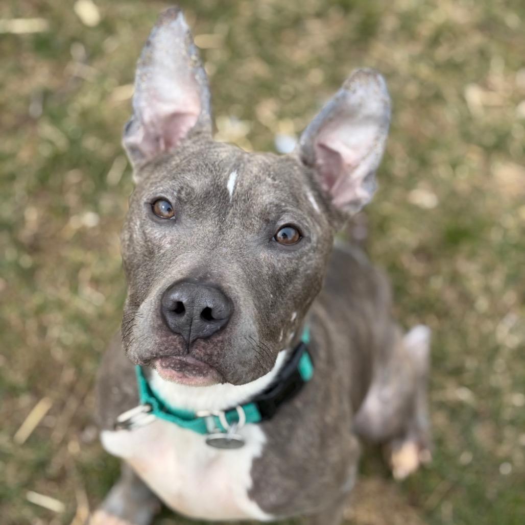Oliver, a Adoptable mixed breed in Brookfield, WI image 3/4