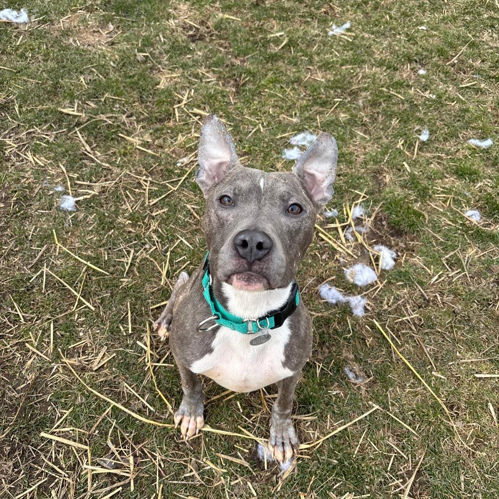 Oliver, a Adoptable mixed breed in Brookfield, WI image 4/4