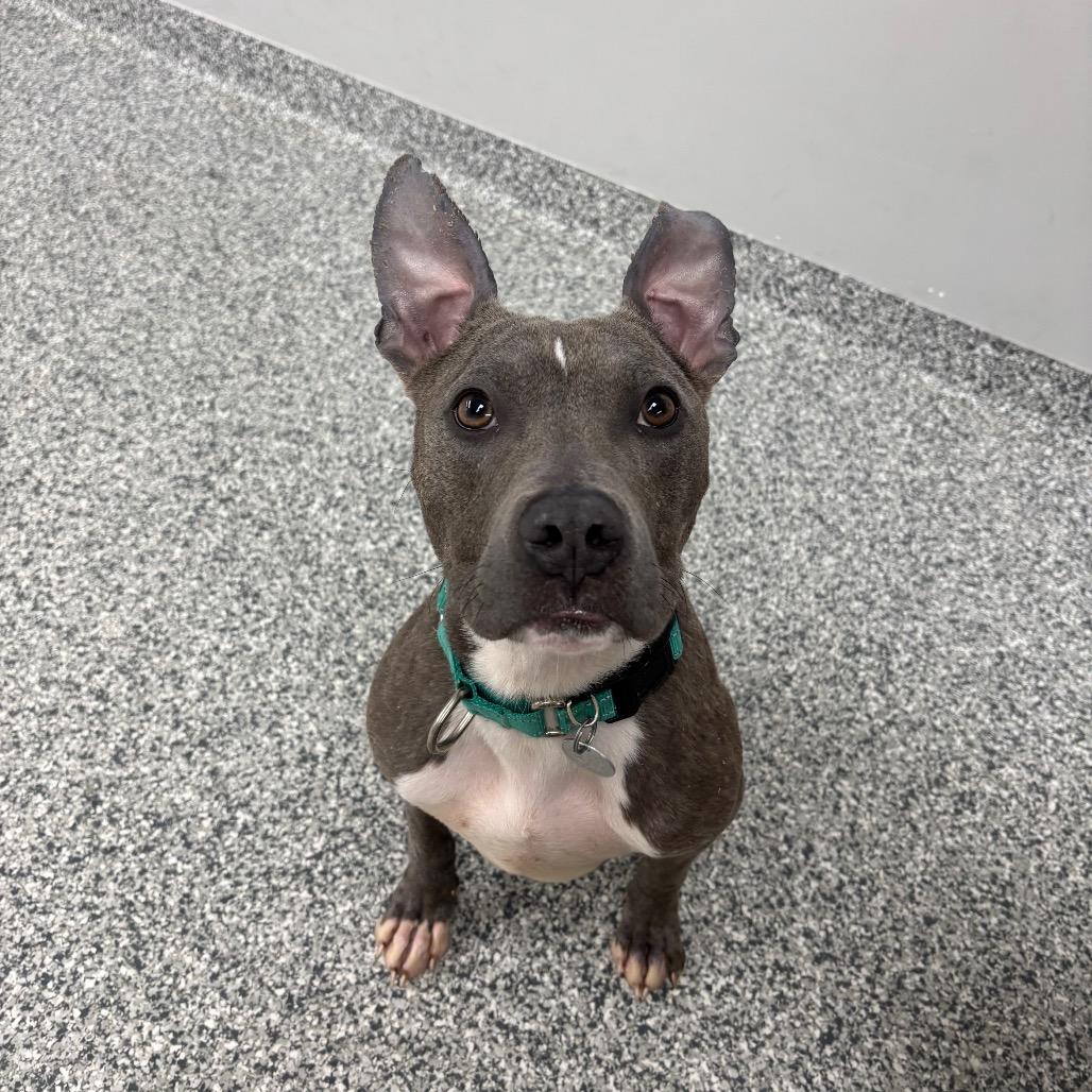 Enlarge Oliver, a Adoptable mixed breed in Brookfield, WI image 6/6