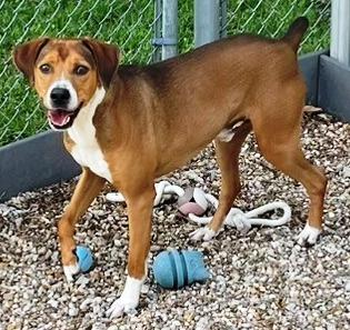 Rubble, happy, sweet, playful,, young houndy boy, bob-tailed !