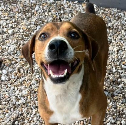 Rubble, happy, sweet, playful,, young houndy boy, bob-tailed !