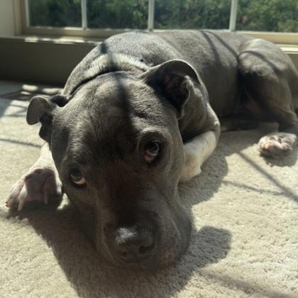 Kermit, Adoptable, Adult Male American Bulldog & Mixed Breed.