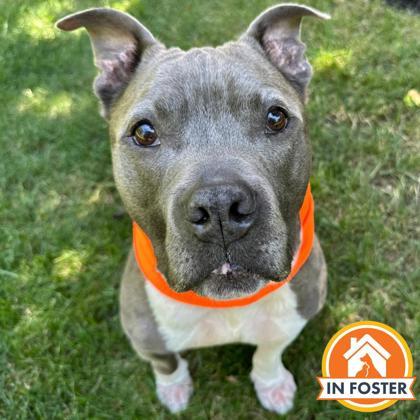 Enlarge Kermit, a Adoptable mixed breed in Merriam, KS image 2/3